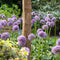 Plant in a Box - Allium Gladiator - 16x Sierui bloembollen - Reuzenbloeiende Sierui - Winterhard voor Tuin, Terras of Balkon