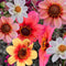 Plant in a Box - Dahlia - Dahliaknollen - Mix van 6 Dahlia Happy Single knollen - Kleurrijke Mix Dahlia Bloemen - Bloembollen