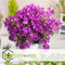 Plant in a Box - Bougainvillea 'Alexandra' - Paarse bladeren - Klimplant - Tuinplant - Pot 17cm - Hoogte 50-60cm