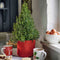Plants by Frank | Geurende Rozemarijn struik | 15 cm Ø | 40-50 cm ↨ | Rozemarijn plant | Winterharde Tuinplant | Geurhaag | planten | Rosmarinus officinalis