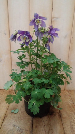 3 stuks! Akelei blauw