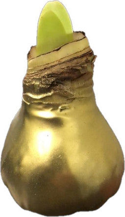 3 stuks Amaryllisbol Goud/Geel in wax