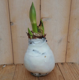 3 stuks Amaryllisbol wit in wax