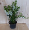 3 stuks! Angelonia Angustifolia wit