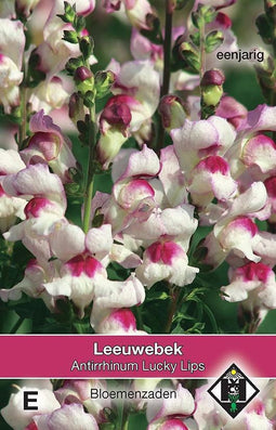 3 stuks Antirrhinum majus Lucky Lips