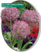 3 stuks - Baltus - Allium Albopilosum Christophii per 5 bloembollen
