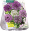 3 stuks - Baltus - Allium mix Paars-Wit