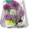 3 stuks - Baltus - Allium mix Paars-Wit