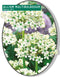 3 stuks - Baltus - Allium Nigrum Multibubosum per 15 bloembollen