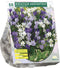 3 stuks - Baltus - Brodiaea Mix per