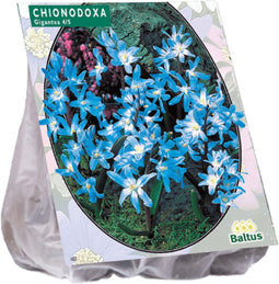 3 stuks - Baltus - Chionodoxa Lucilea