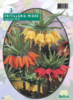 3 stuks - Baltus - Fritillaria Imperialis mixed per 3 bloembollen
