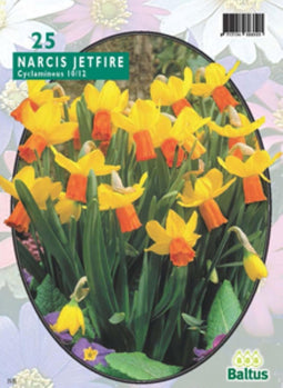 3 stuks - Baltus - Narcis Mini Jetfire geel-oranje per 25 bloembollen