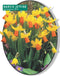 3 stuks - Baltus - Narcis Mini Jetfire geel-oranje per 25 bloembollen