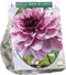 3 stuks - Baltus - Zomer Bloembollen Dahlia Decoratief Creme de Cas...