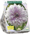 3 stuks - Baltus - Zomer Bloembollen Dahlia Decoratief Mom's Specia...