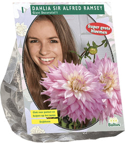 3 stuks - Baltus - Zomer Bloembollen Dahlia Giant Dec. Sir Alfred R...