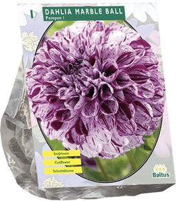 3 stuks - Baltus - Zomer Bloembollen Dahlia Pompon Marble Ball per 1