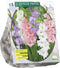 3 stuks - Baltus - Zomer Bloembollen Gladiolus Pastel Mix per 15
