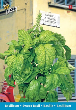 3 stuks Basilico a foglia di lattugaBuzzy