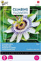 3 stuks - Buzzy - Flowering climbers passiflora caerulea