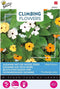 3 stuks - Buzzy - Flowering climbers thunbergia mixed