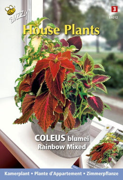 3 stuks - Buzzy - House plants coleus rainbow mix