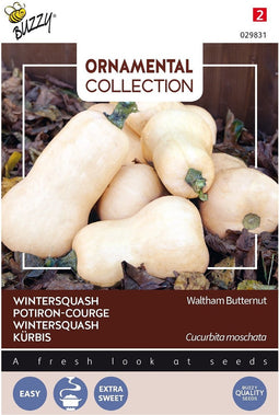 3 stuks - Buzzy - Ornamental wintersquash waltham butternut
