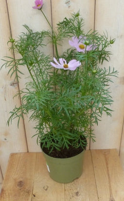 3 stuks! Cosmea roze