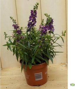 3 stuks! Diascia paars