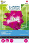 3 stuks Flowering climbers ipomoea dubbel roseBuzzy