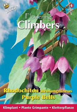 3 stuks Flowering climbers rhodochiton purple bellsBuzzy