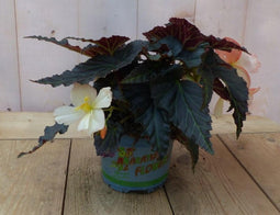3 stuks! Hangbegonia eenjarige plant licht wit- roze achtig