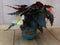 3 stuks! Hangbegonia eenjarige plant licht wit- roze achtig