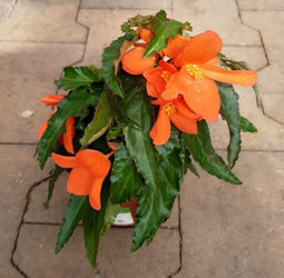 3 stuks! Hangbegonia eenjarige plant Rood