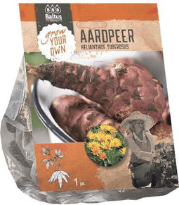 3 stuks Helianthus Tuberosus