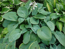 3 stuks Hosta sieboldiana Elegans Samplant