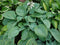 3 stuks Hosta sieboldiana Elegans Samplant