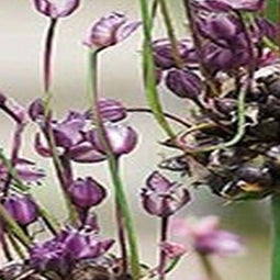 3 stuks - JUB - Allium Art 8 bollen