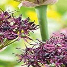 3 stuks - JUB - Allium atropurpureum 4 bollen