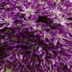 3 stuks - JUB - Allium Globemaster 1 bol