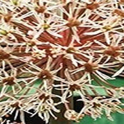 3 stuks - JUB - Allium karataviense 4 bollen