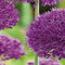 3 stuks - JUB - Allium Purple Sensation 12 bollen