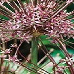 3 stuks - JUB - Allium schubertii 2 bollen