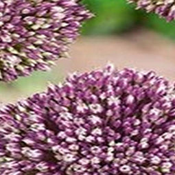 3 stuks - JUB - Allium Summer Drummer 2 bollen