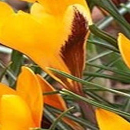 3 stuks - JUB - Crocus angustifolius 12 bollen