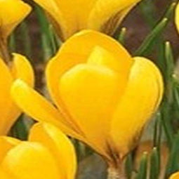 3 stuks - JUB - Crocus Golden Yellow 12 bollen