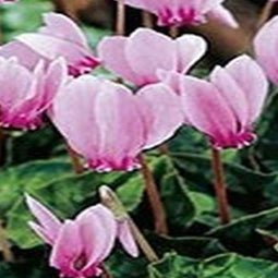 3 stuks - JUB - Cyclamen hederifolium 2 bollen