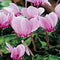 3 stuks - JUB - Cyclamen hederifolium 2 bollen