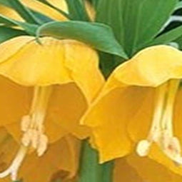 3 stuks - JUB - Fritillaria imp. Lutea 1 bollen